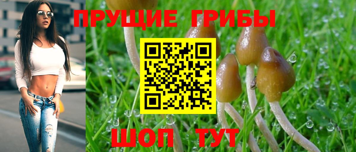 Кингисепп  Псилоцибиновые грибы Magic Shrooms  Псилоцибиновые грибы Psilocybe  Вход с VPN 